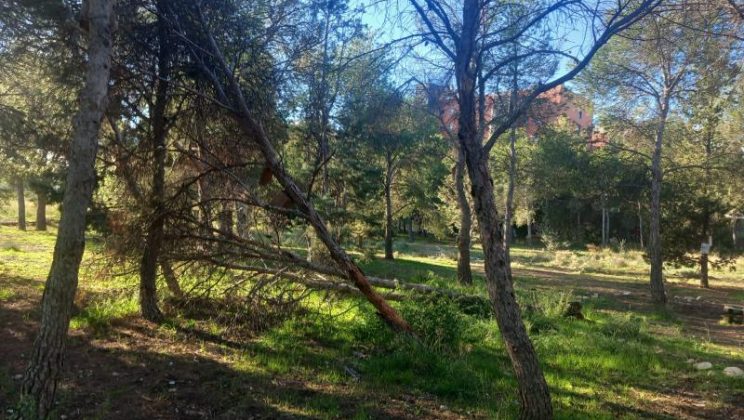 Actuación en Aula Bosque de Valdespartera